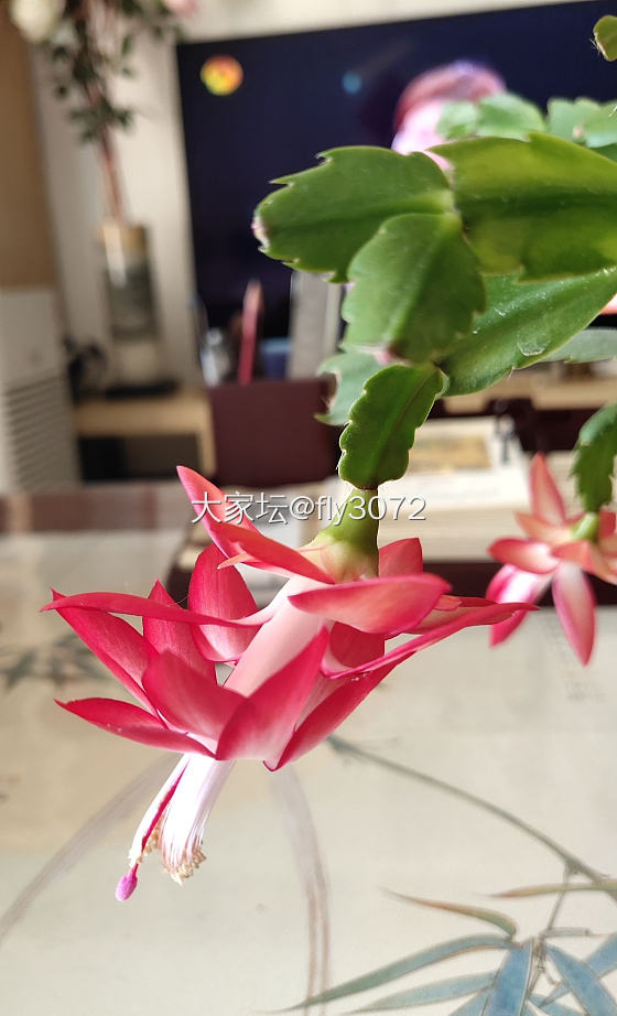 今天戴的20190102_手镯玉髓玛瑙