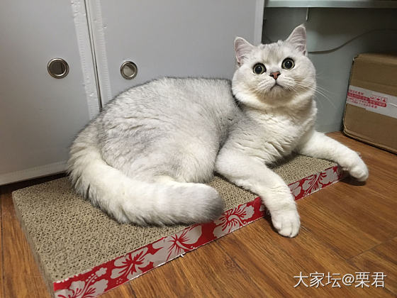 小猫咪的黑下巴可怎么办_猫