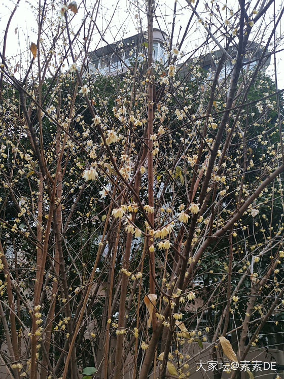 冬天，腊梅花暗香扑鼻呀_珠串和田玉花