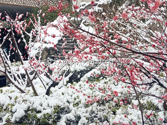 南京下雪了 太美_景色南京