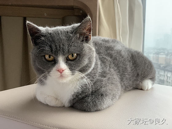 情人节主子的内心OS：别给朕吃狗粮！_猫宠物