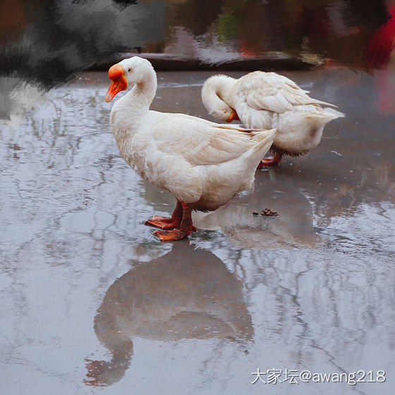 栏下听雨，闲瞧恩爱小夫妻。_鹅