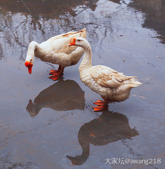 栏下听雨，闲瞧恩爱小夫妻。_鹅