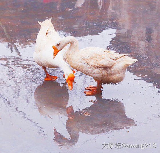 栏下听雨，闲瞧恩爱小夫妻。_鹅