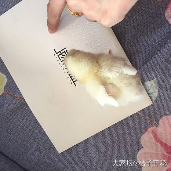 萌鸡小红点哈哈哈哈哈哈哈_鸡