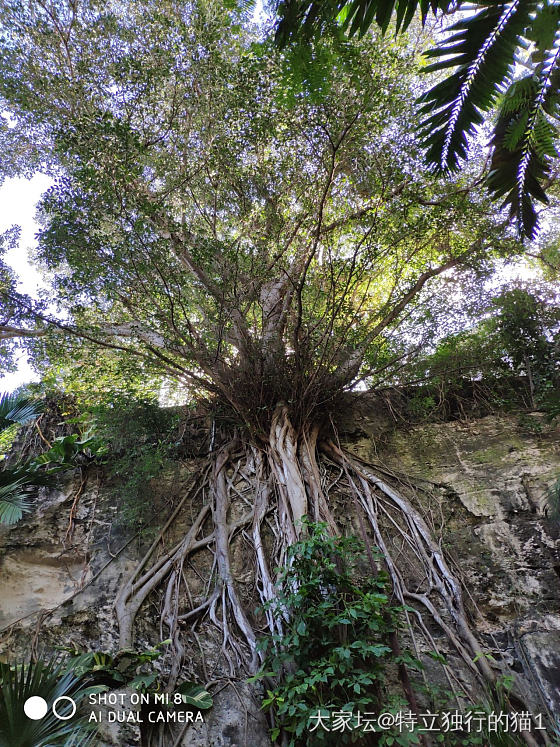 秀秀巴哈马的海滩_旅游