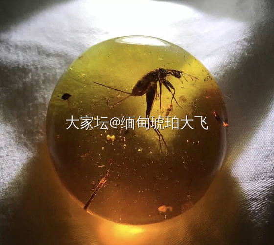 缅甸琥珀是世界最轻的有机宝石_琥珀