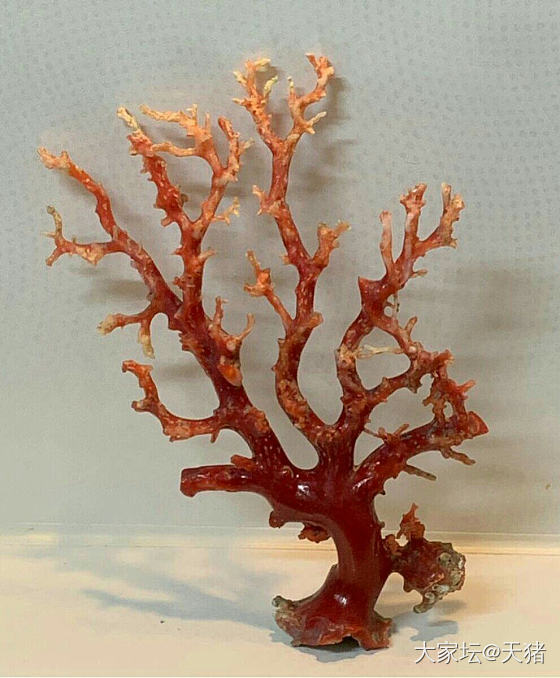 阿卡

阿卡红珊瑚原树_珊瑚