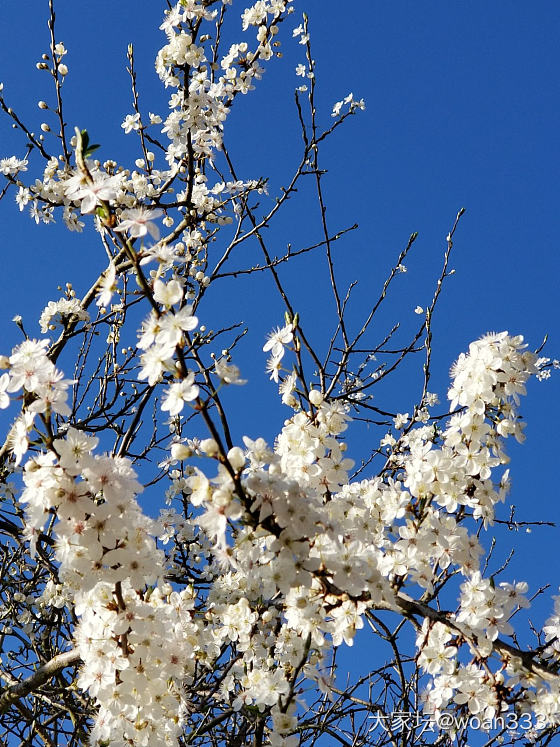 天气好逛公园_花