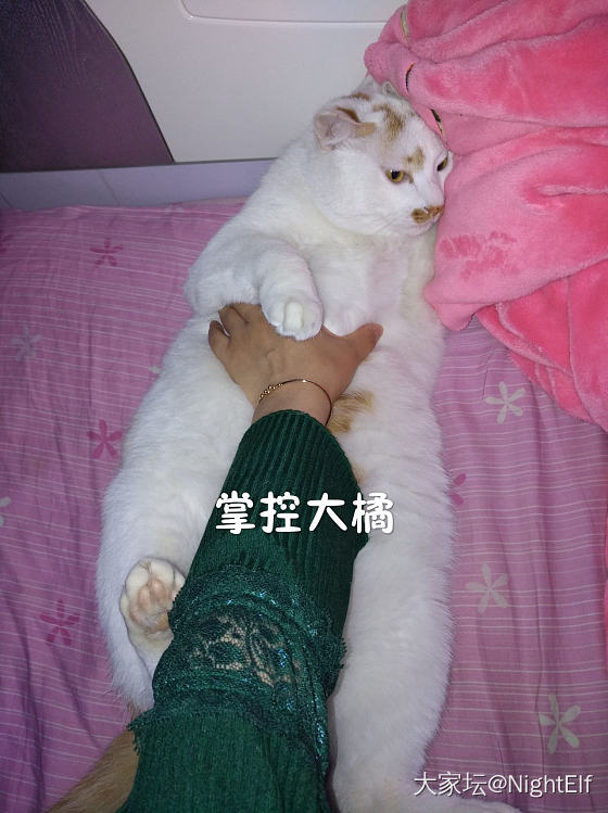 大橘既已定，一切当以大橘为重_猫