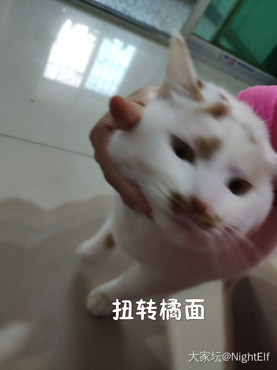 大橘既已定，一切当以大橘为重_猫