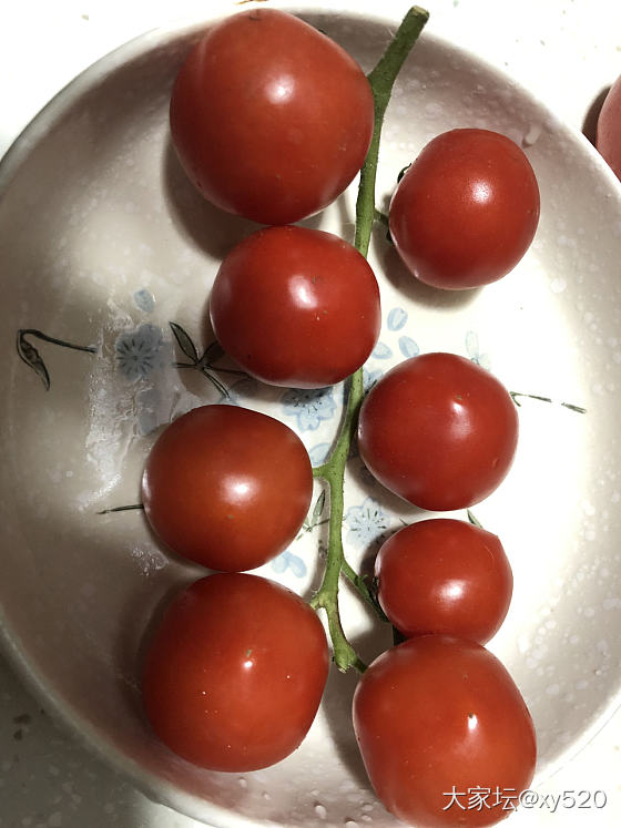 西红柿🍅_水果