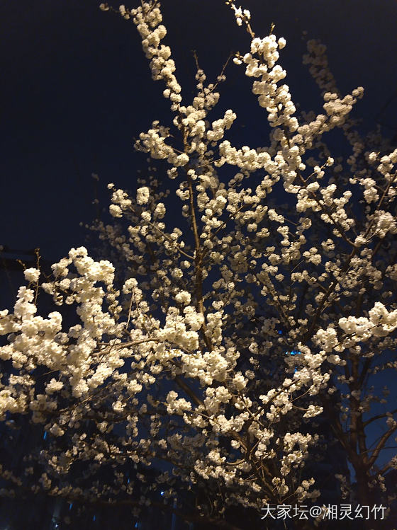 加班回家途中，花香扑面而来，请问樱桃花也叫樱花🌸吗？_花树