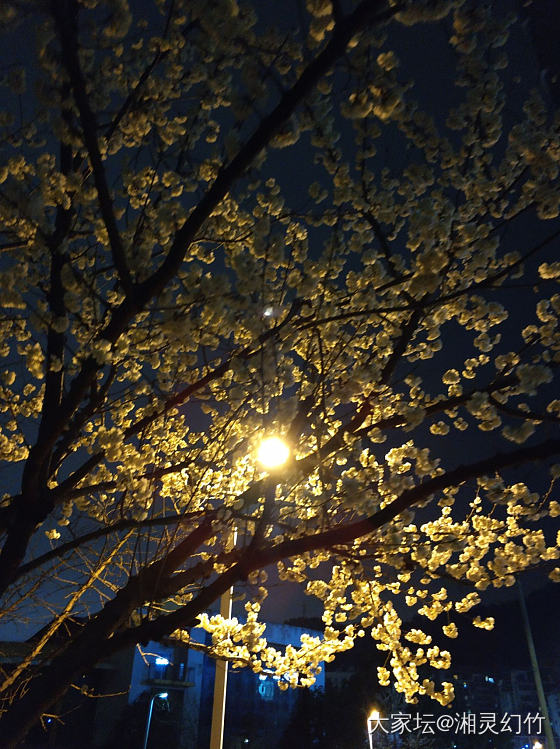 加班回家途中，花香扑面而来，请问樱桃花也叫樱花🌸吗？_花树