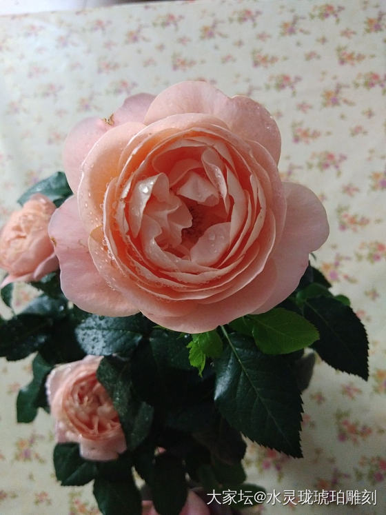 每次路过花店，都想抱着花回家养……_蜜蜡