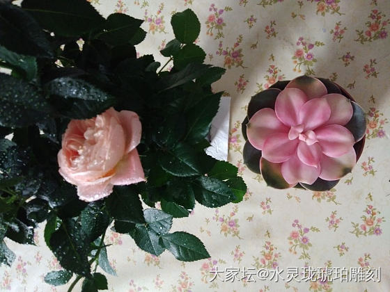 每次路过花店，都想抱着花回家养……_蜜蜡