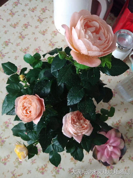 每次路过花店，都想抱着花回家养……_蜜蜡