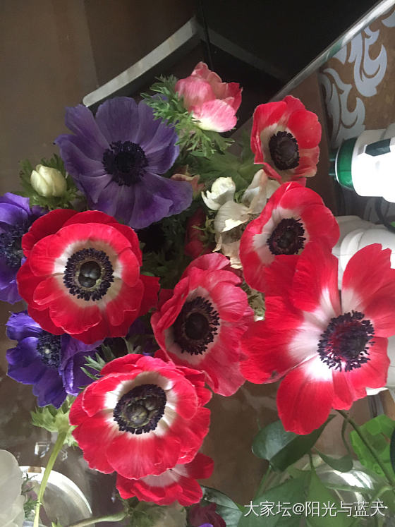 每次路过花店，都想抱着花回家养……_蜜蜡
