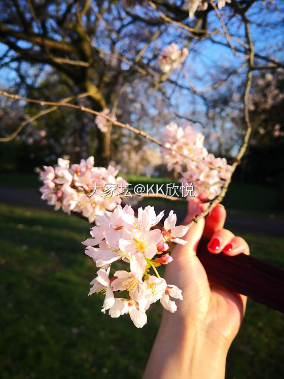 今天天气超好 看樱花🌸去了_旅游