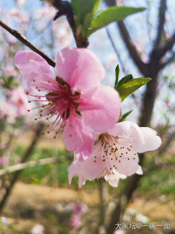 一入桃园粉似海，又闻桃香扑鼻来。_花