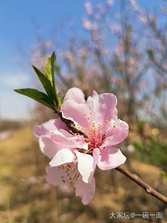 一入桃园粉似海，又闻桃香扑鼻来。_花