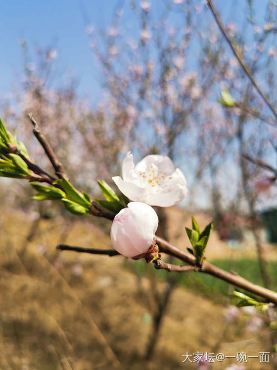 一入桃园粉似海，又闻桃香扑鼻来。_花