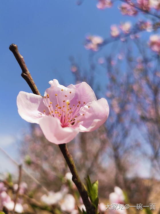 一入桃园粉似海，又闻桃香扑鼻来。_花