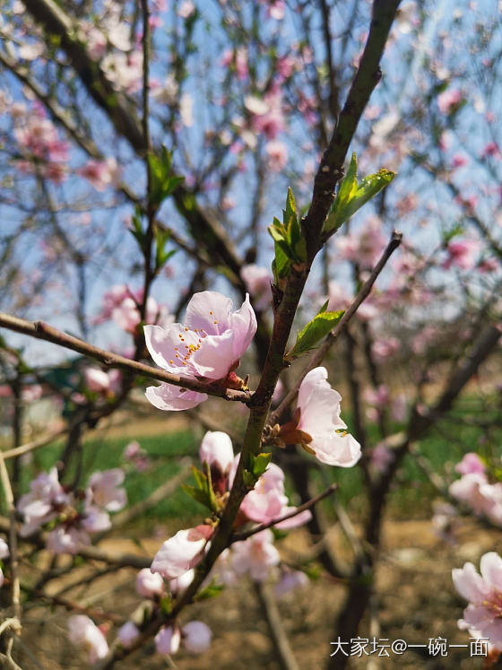 一入桃园粉似海，又闻桃香扑鼻来。_花