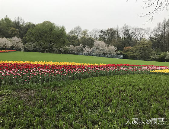 杭州太子湾_树花