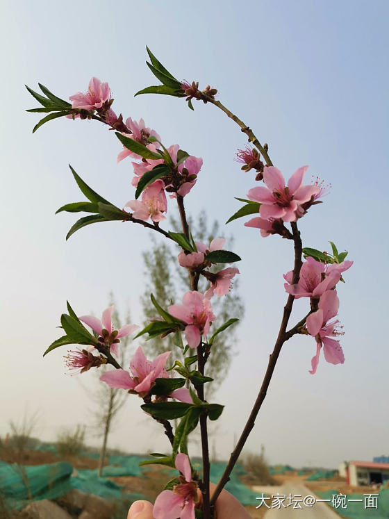 我在春天的野风里醉逍遥_花植物