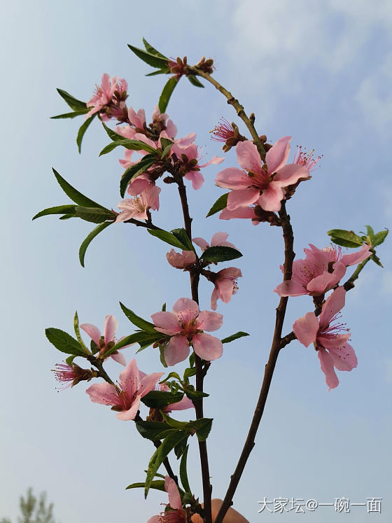 我在春天的野风里醉逍遥_花植物