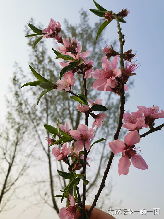 我在春天的野风里醉逍遥_花植物