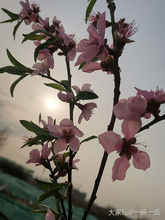 我在春天的野风里醉逍遥_花植物