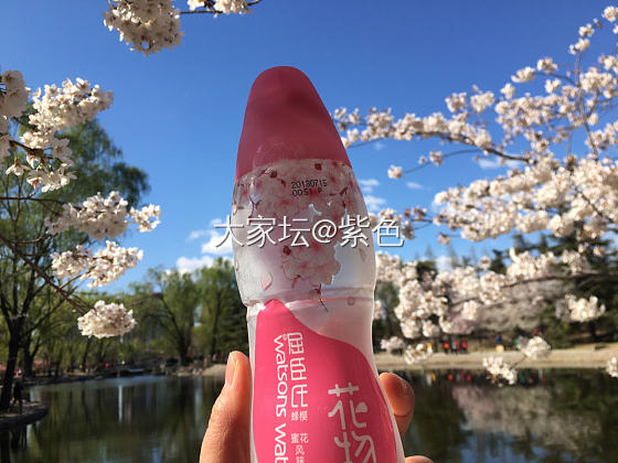 紫色的脚步---樱花🌸_北京旅游