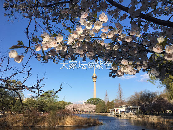 紫色的脚步---樱花🌸_北京旅游