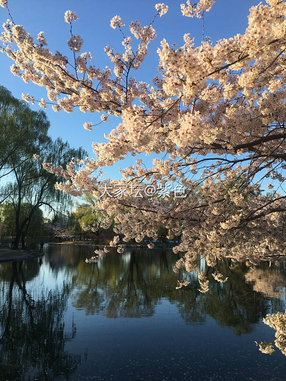 紫色的脚步---樱花🌸_北京旅游