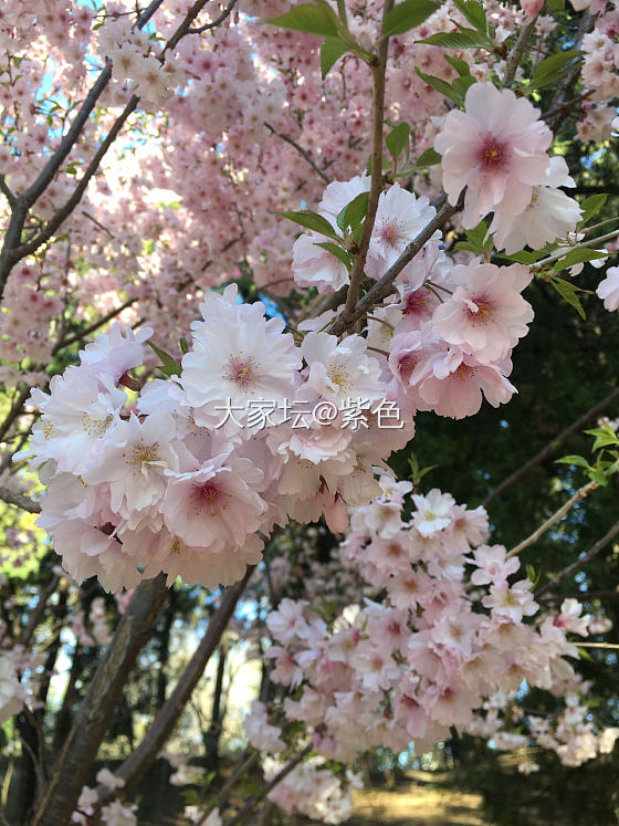 紫色的脚步---樱花🌸_北京旅游