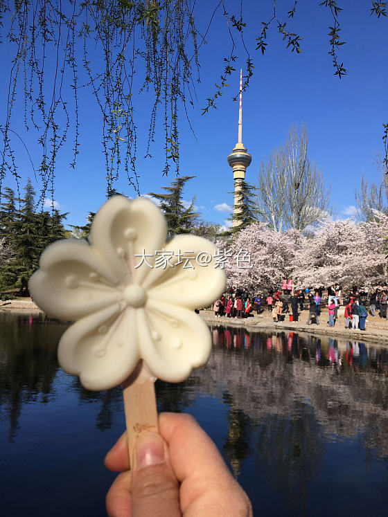 紫色的脚步---樱花🌸_北京旅游