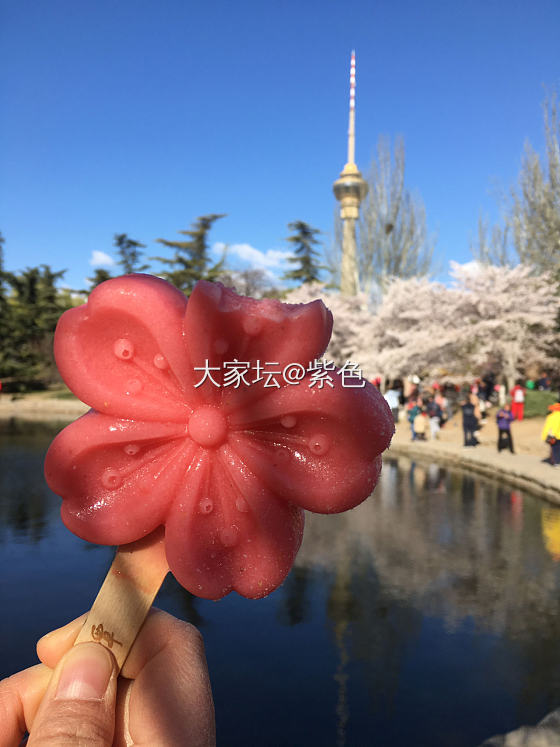 紫色的脚步---樱花🌸_北京旅游