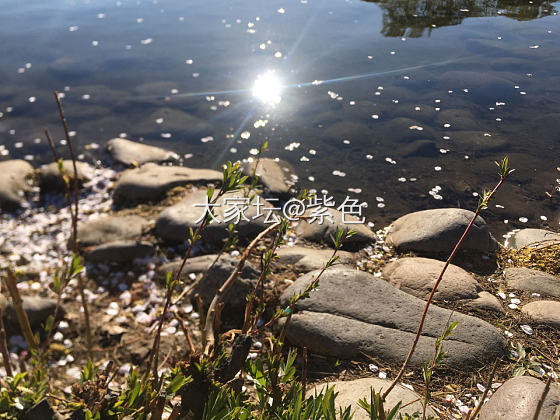 紫色的脚步---樱花🌸_北京旅游