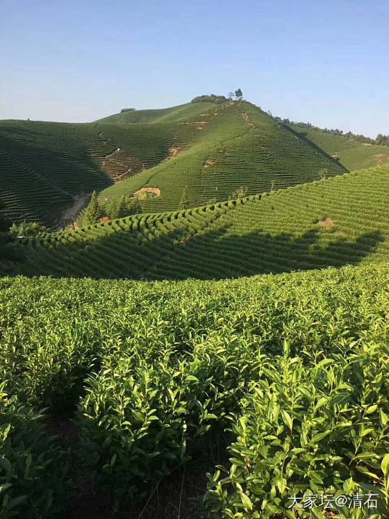 安吉白茶_茶叶