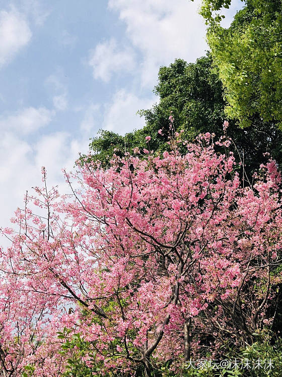 我第一次看到樱花，好美_花