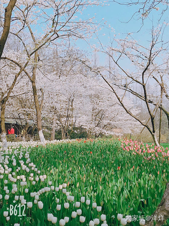 郁金香🌷太美了！_花