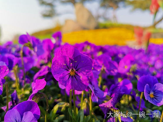 早起一个小时，到湿地公园跑步。路遇各种美景。时间花在哪儿，哪儿就会给你惊喜。_花植物