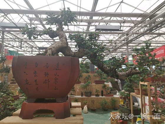 花卉市场仙游记_花