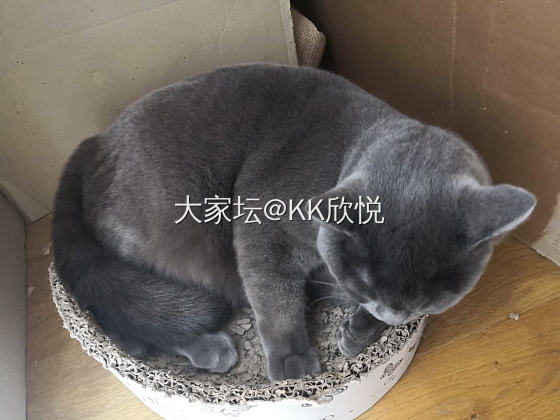 话说昨天做梦_猫