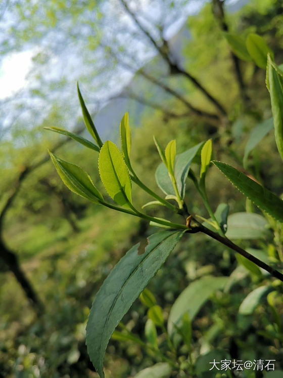 野生茶园里的茶事儿[耶][耶][耶]_茶道