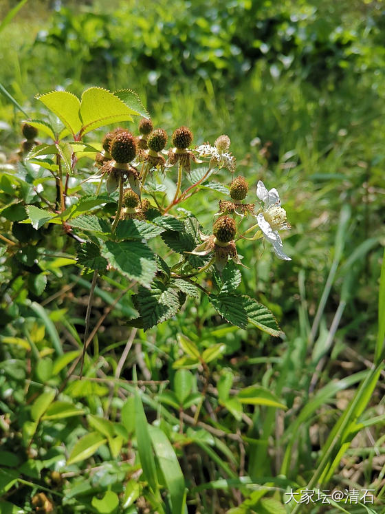 野生茶园里的茶事儿[耶][耶][耶]_茶道