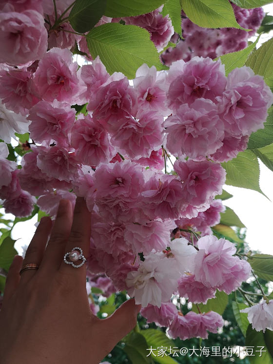 幼儿园门口的樱花树太美了_戒指珍珠