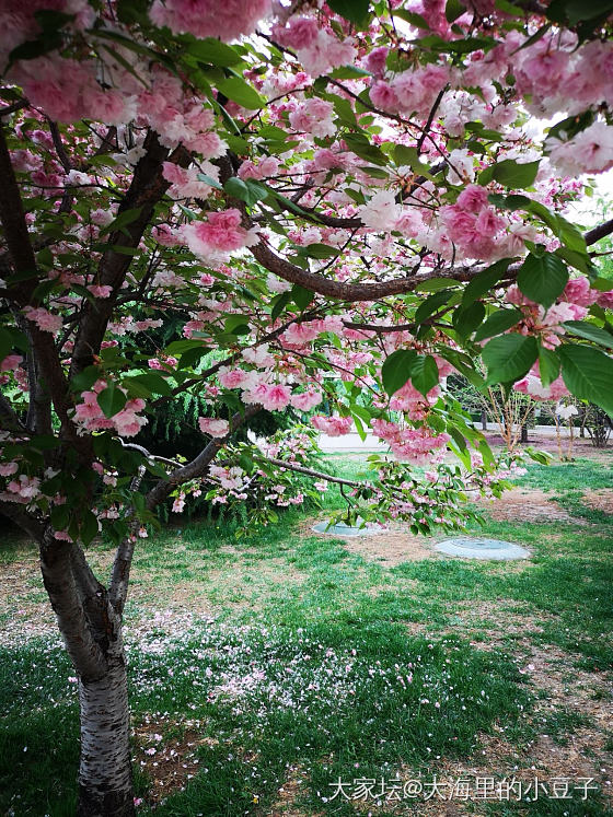 接娃放学 总是忍不住多拍几张花花草草_花